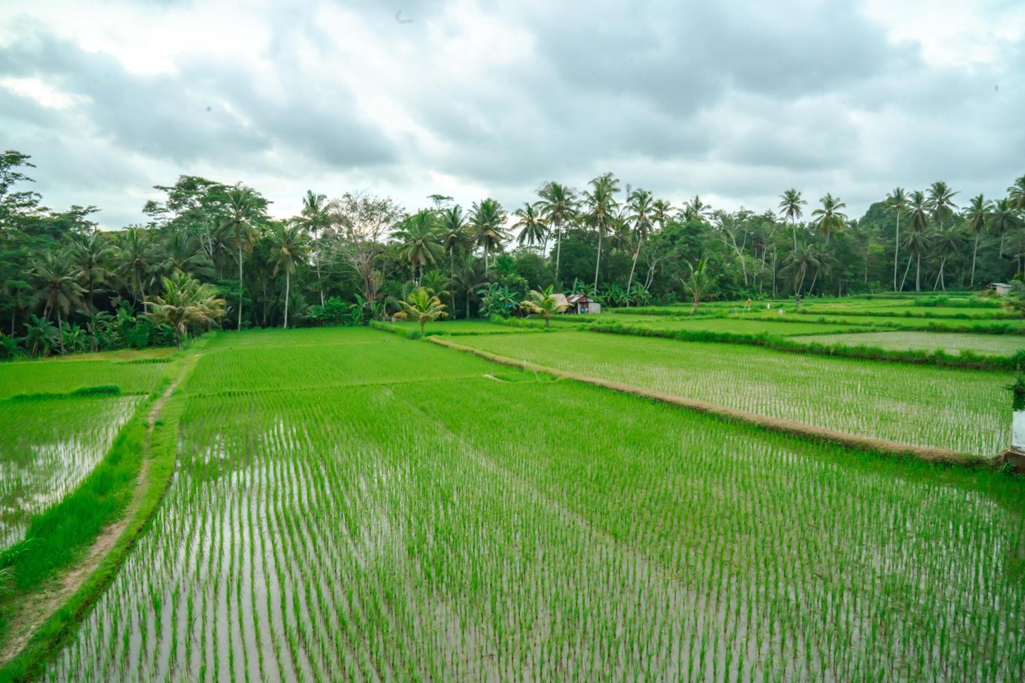 Tulus Hati Ubud Retreat Extérieur photo